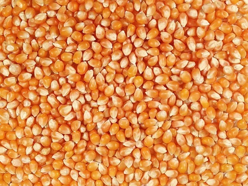 50 lbs Bulk Premium Organic Yellow Popcorn Kernels (Product of Canada)