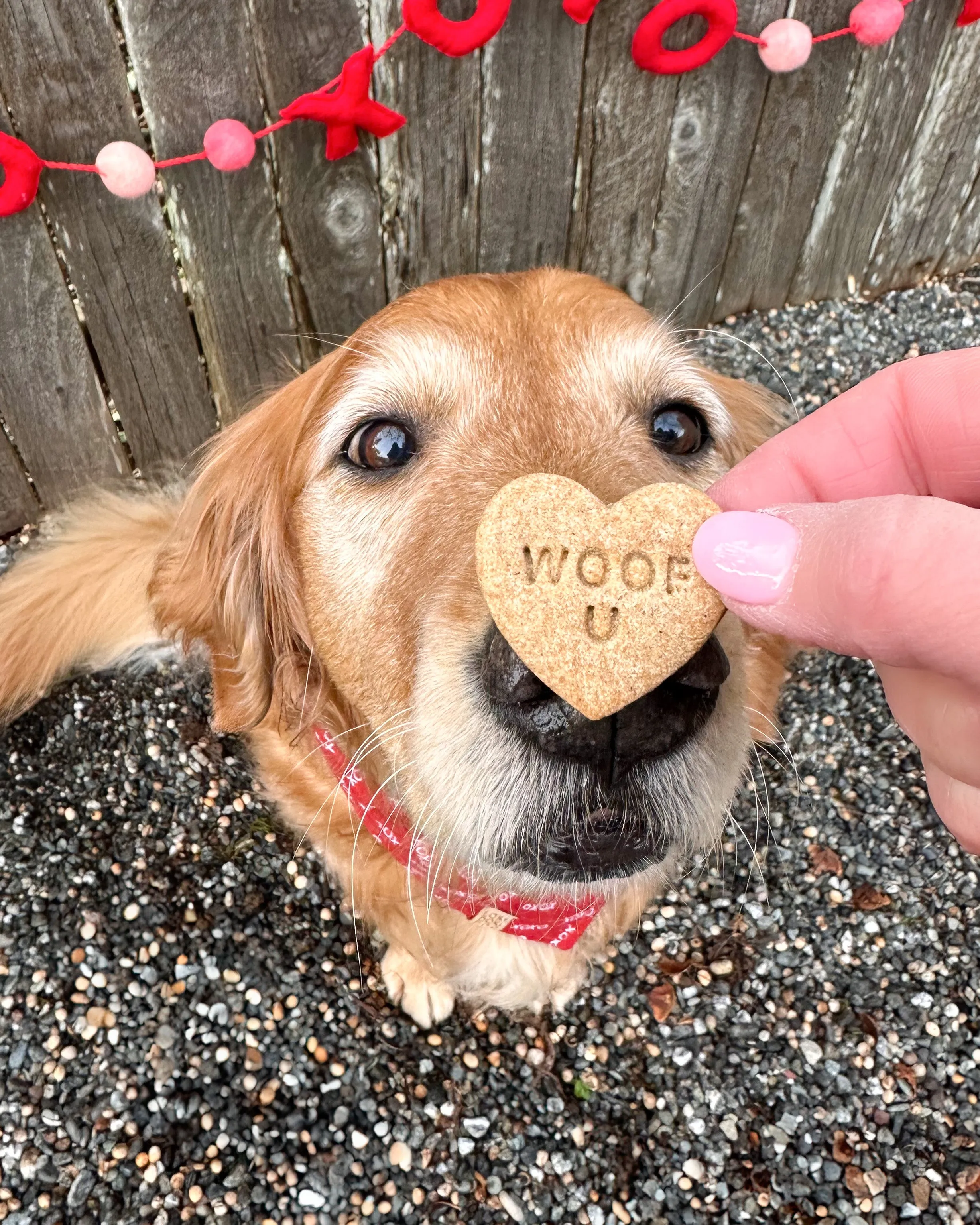 Conversation Heart Shaped Cookie Cutter (SINGLE- CHOOSE from 35 Styles)