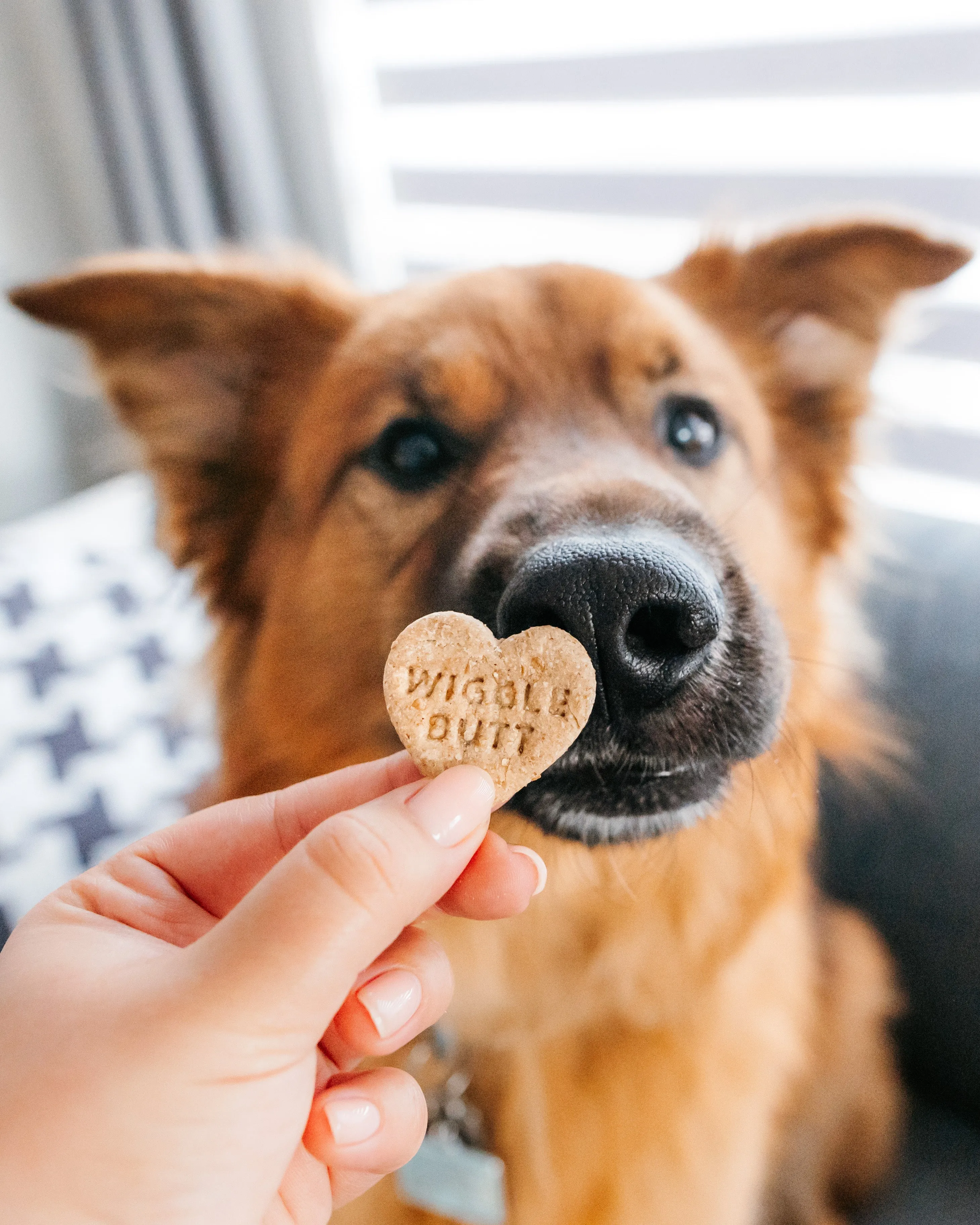 Conversation Heart Shaped Cookie Cutter (SINGLE- CHOOSE from 35 Styles)