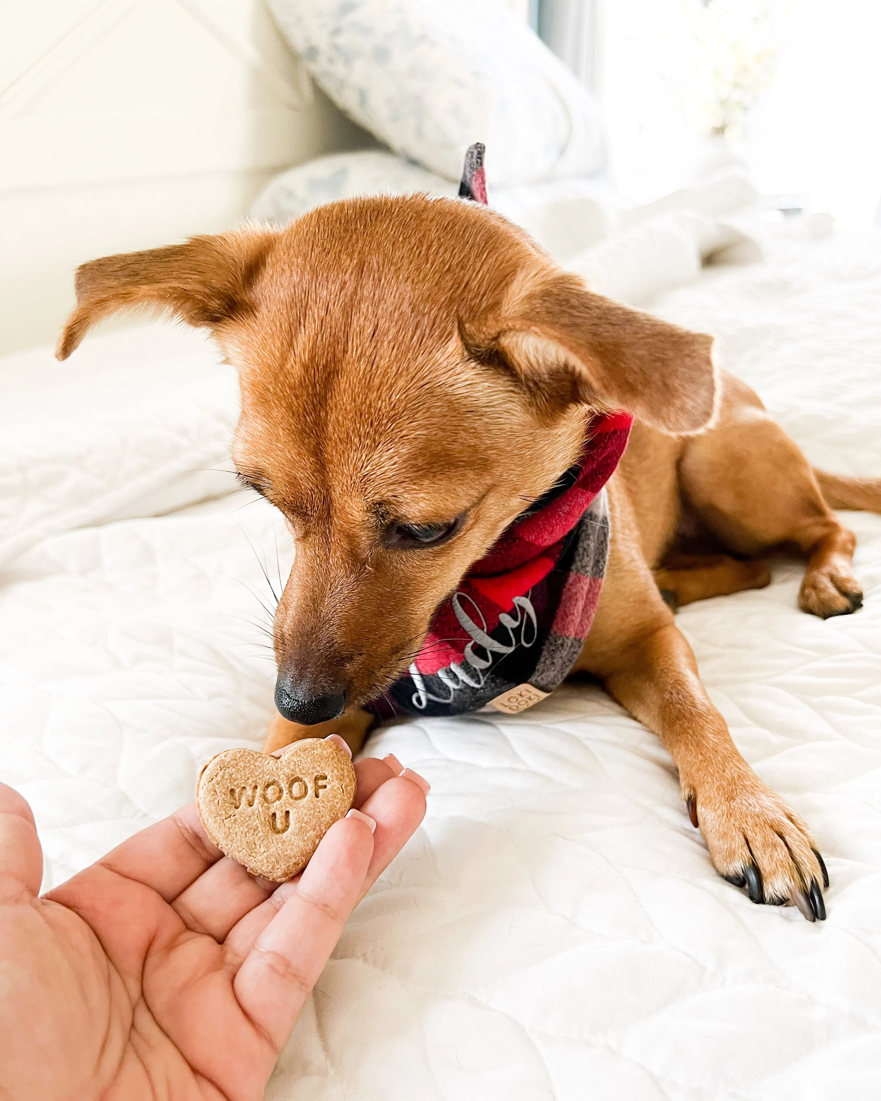 Conversation Heart Shaped Cookie Cutter (SINGLE- CHOOSE from 35 Styles)