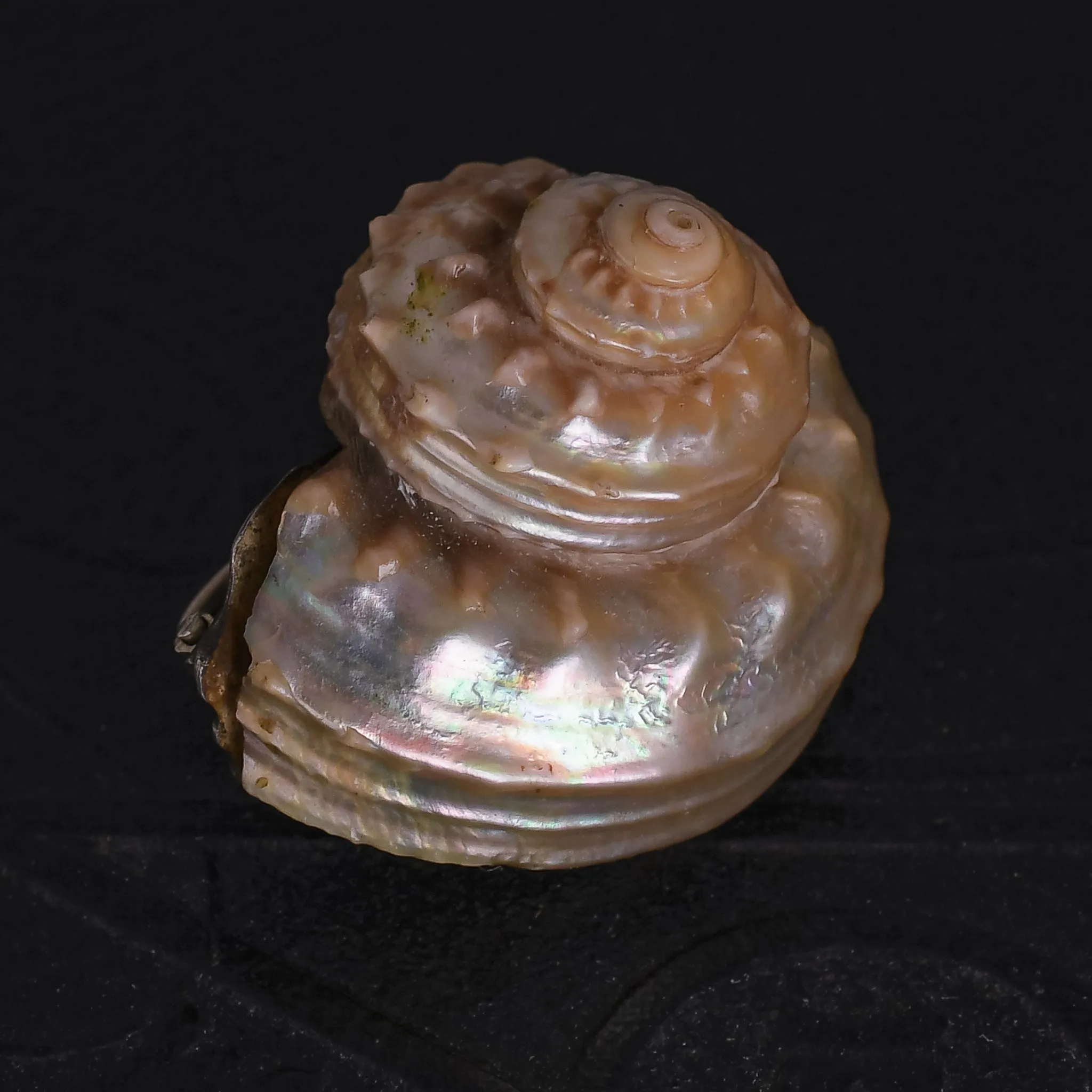 Victorian Iridescent Sea Snail Shell Brooch