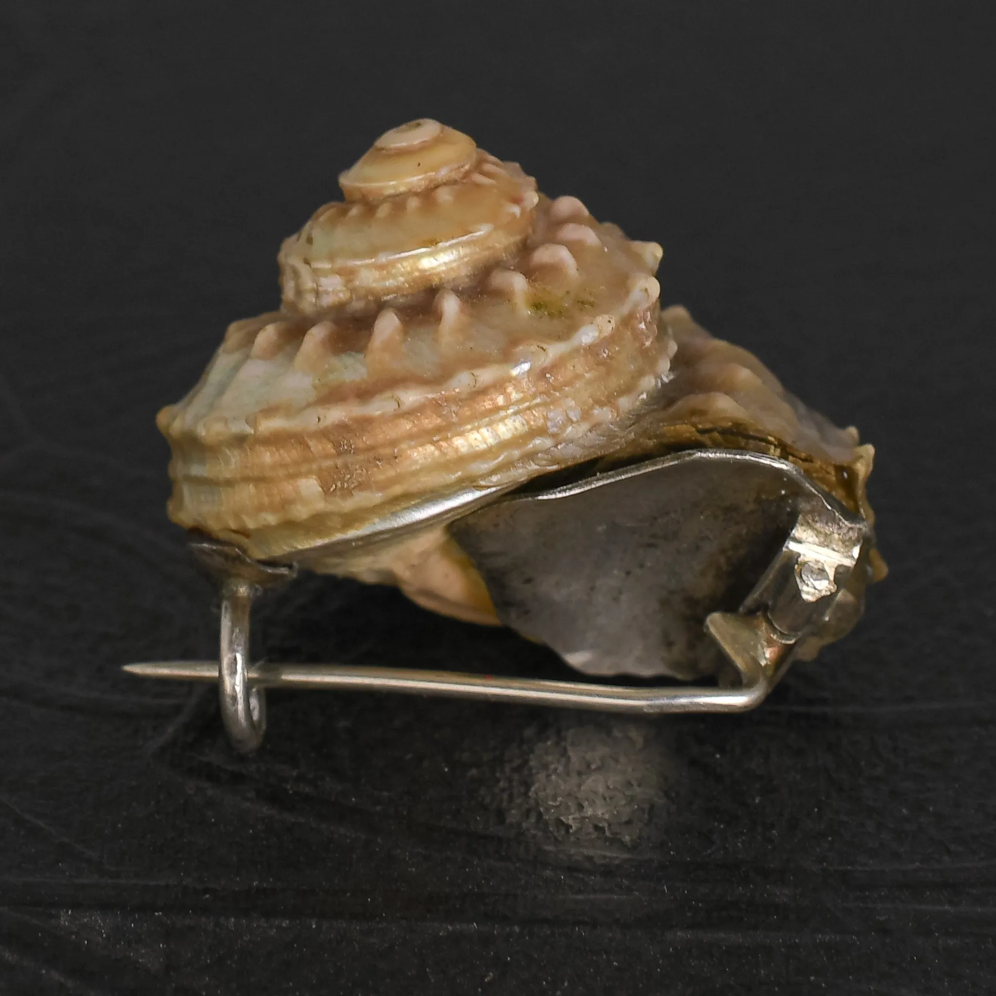 Victorian Iridescent Sea Snail Shell Brooch